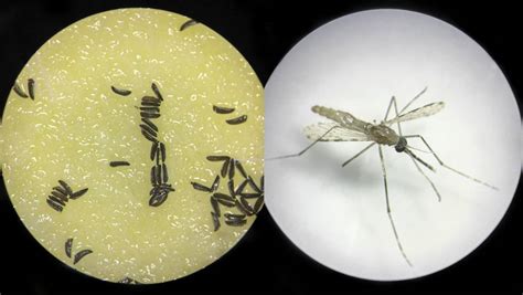 Mosquitos Modificados Gen Ticamente Para Erradicar La Malaria En Frica