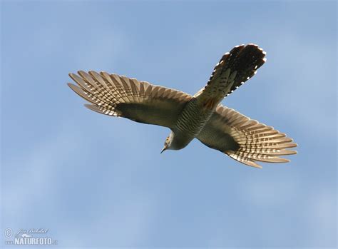 Cuckoo Photos, Cuckoo Images, Nature Wildlife Pictures | NaturePhoto