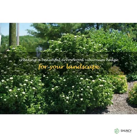 Arrowwood Viburnum Hedge Benefits Planting Tips And Seasonal Care Shuncy