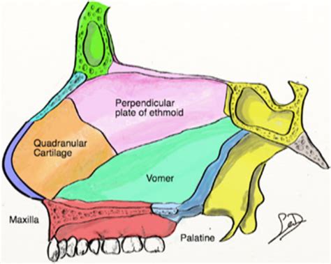 Evolution Of The Septoplasty Maximizing Functional And Aesthetic