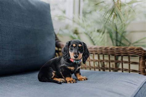 17 Most Popular Dachshund Mix Dogs Your Dog Advisor