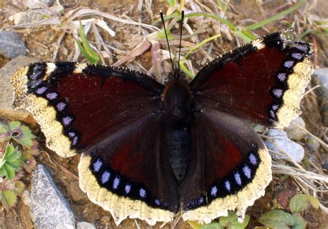 Butterfly Gardening Save Our Monarchs