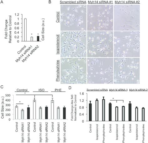 Myh14 Knock Down In Stressed Neonatal Rat Ventricular Myocytes Nrvms Download Scientific