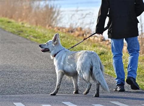 Coleira Em Cachorro Como Colocar No Pet E Acostumá Lo Ao Acessório