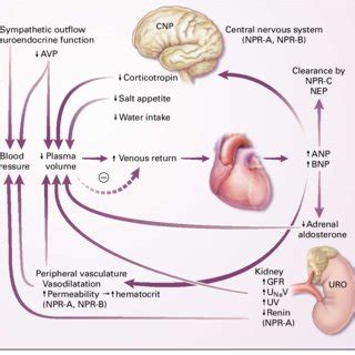 Action of Atrial Natriuretic Peptide at Target Cells. Atrial ...