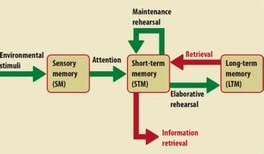 cognitive module flashcards quizlet