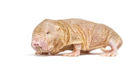 Naked Rat Stock Photo Laures