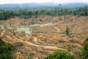 Pemantauan Kualitas Tanah Dalam Industri Kehutanan