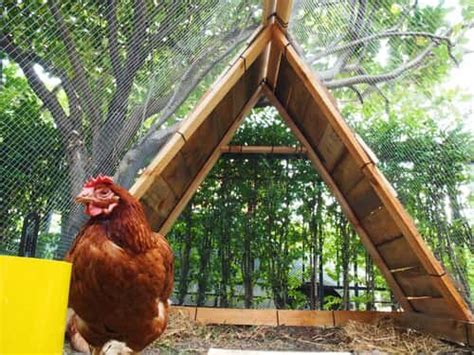 Diy A Frame Chicken Coops Fast Cheap And Easy To Build — The