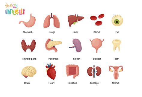 teach kids human body parts names  functions