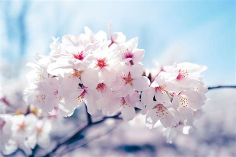 Kwiaty Wiśni Japonia Sakura Różowe Darmowe zdjęcie na Pixabay Pixabay