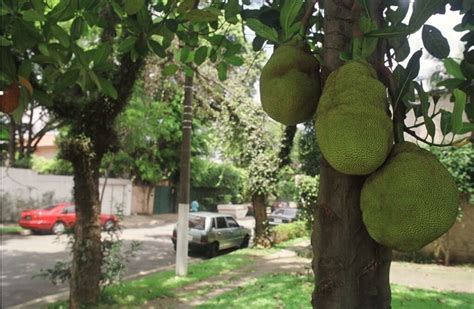 Roteiro para enfiar o pé na jaca - Estadão