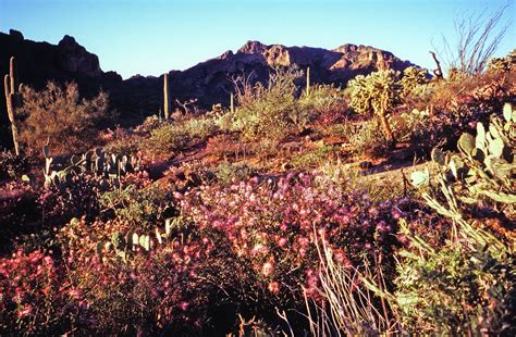 Desert Foliage: Cacti and Flowers