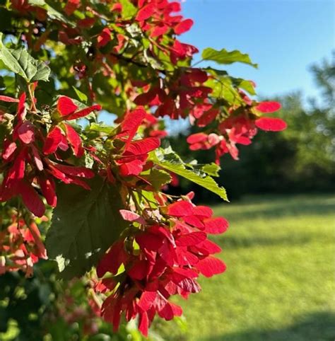 Tatar Maple Acer Tataricum Hot Wings Garden Org