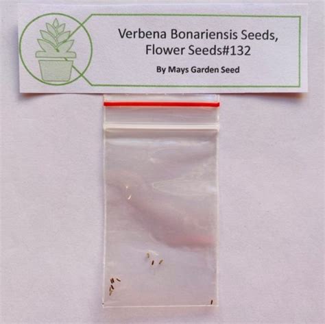 Verbena Bonariensis Seeds, Purple, Flower Seeds#132 – Rooted Retreat