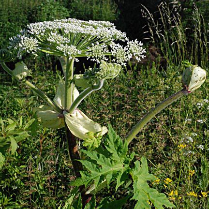 giant hogweed