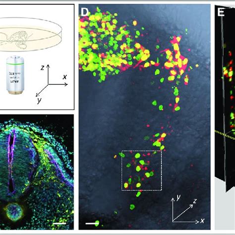 Live Imaging On Migrating Neural Crest Cells Within Chick Embryonic