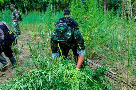 Sambut HUT Ke 21 BNN RI Musnahkan 4 Hektar Ladang Ganja Di Lhokseumawe