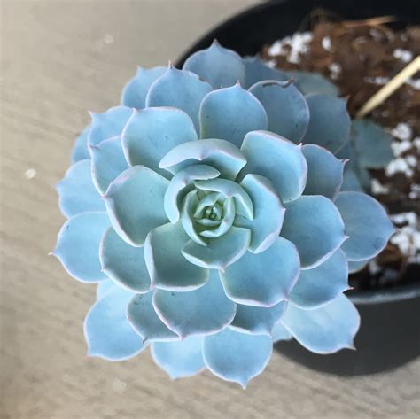 My Tallest Babe R Succulents