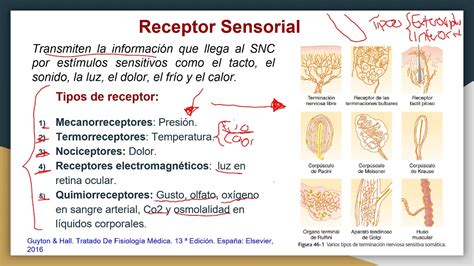 Tipos Y Funciones De Los Receptores Sensoriales