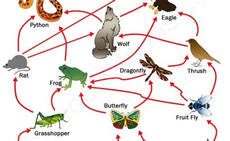 Food Chains And Food Webs Read Life Science Ck 12 Foundation Boredmonday