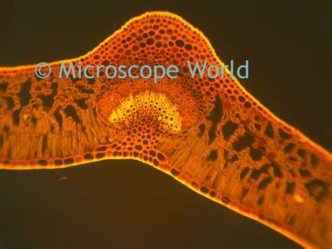 17 Best images about Microscopy Images on Pinterest | Table salt ...