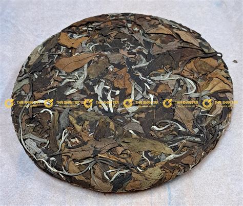 bach hac shan canh hac trang bay giua rung tra shan hay bach tra