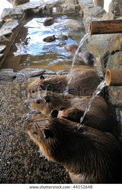 Capybara Hot Spa Stock Photo Shutterstock