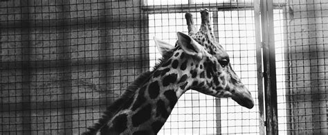 How Visitors Affect Zoo Animal Welfare: A Global Review - Faunalytics