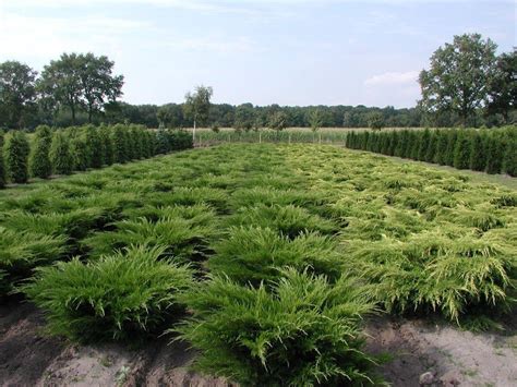 Можжевельник минт джулеп в ландшафтном дизайне (35 фото) - фото ...