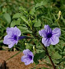 Ruellia - Wikipedia bahasa Indonesia, ensiklopedia bebas