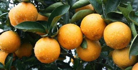 Quais S O Os Tipos De Laranja Produzidos No Brasil Khondrion