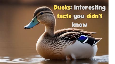 Quack Tastic Ducks 11 Surprising Facts About These Water Wonders