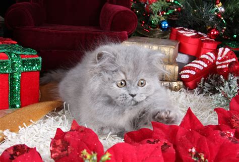 Blue Persian Kittens (Past Kittens)
