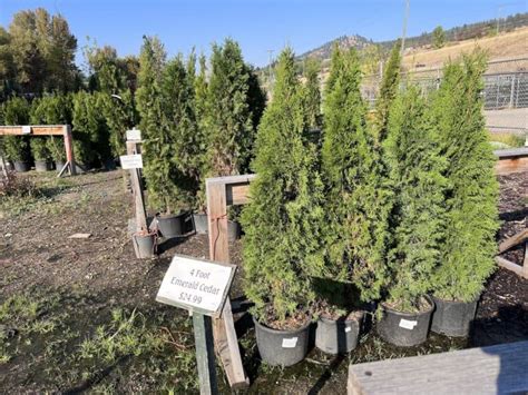 Emerald Green Arborvitae Spacing 🌲 📏 Planning Your Hedge For Optimal Growth