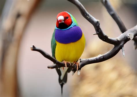 The fascinating science of Gouldian finch head colours - Aviculture Hub