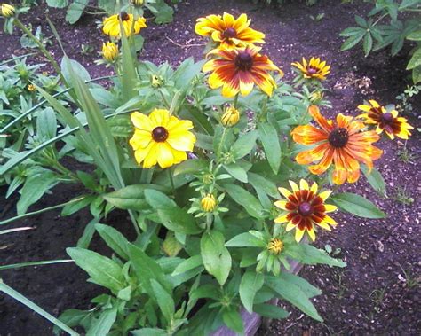 Гайлардия и рудбекия (67 фото) » НА ДАЧЕ ФОТО