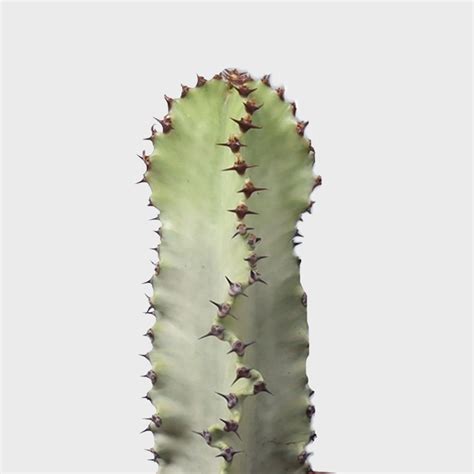 Euphorbia Ingens Marmorata 70 Cm