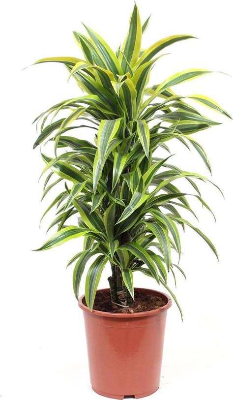 Kamerplant Van Botanicly Drakenboom Hoogte Cm Dracaena Derem