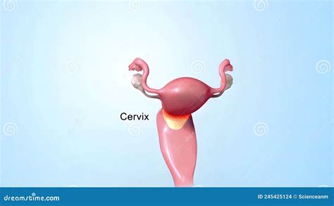 órgãos Reprodutivos Internos Das Fêmeas São Os Tubos Falópicos Do útero Da Vagina E Os Ovários