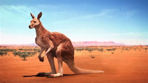 Kangaroo Wallpapers - Wallpaper Cave