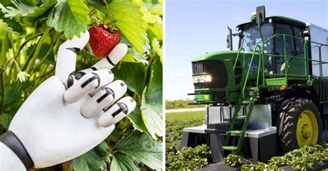 Strawberry Picking Robots How They Work