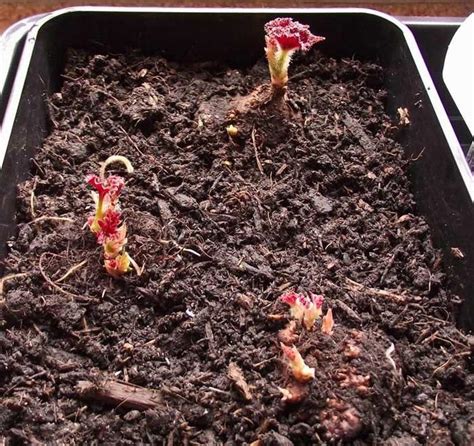 Какой горшок для бегонии подходит больше всего?