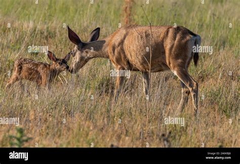 A Mule Deer Doe Nurturing Her Fawn Stock Photo - Alamy