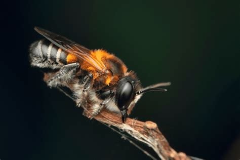 Types Of Bee In The Uk Explore British Bees Bees Wiki