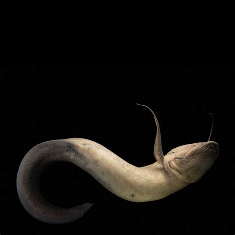 Lesson From The West African Lungfish Protopterus Annectens