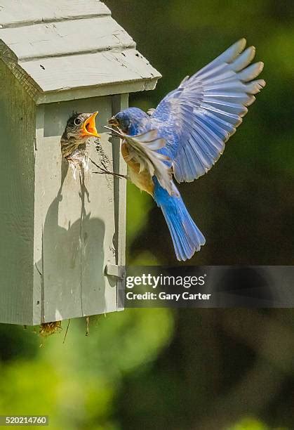 131 Eastern Bluebird Nesting Box Stock Photos, High-Res Pictures, and ...