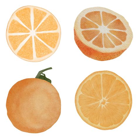 watercolor hand painted orange fruit slice illustration set 1907136 Vector Art at Vecteezy