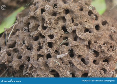 Natural Textures. Ant Tunnels Inside an Abandoned Anthill Stock Image - Image of biology, group ...