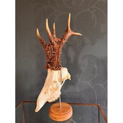 Pedestal Trophy Skull Mount